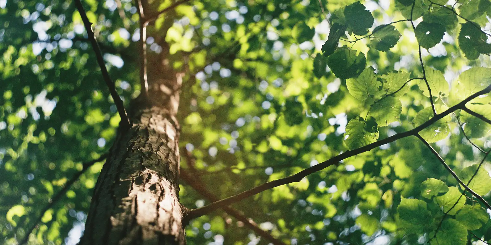 Baum Grenzabstand