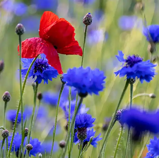 Bienenweide - Kornblume