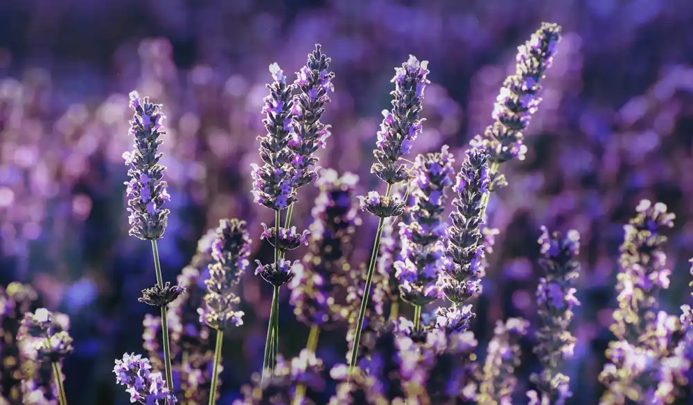 Bienenweide - Lavendel