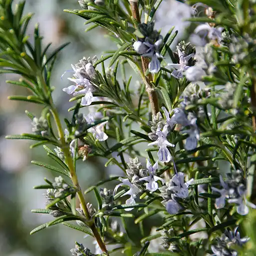 Bienenweide - Rosmarin