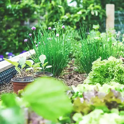 Hochbeet Gemüse Gartenbau