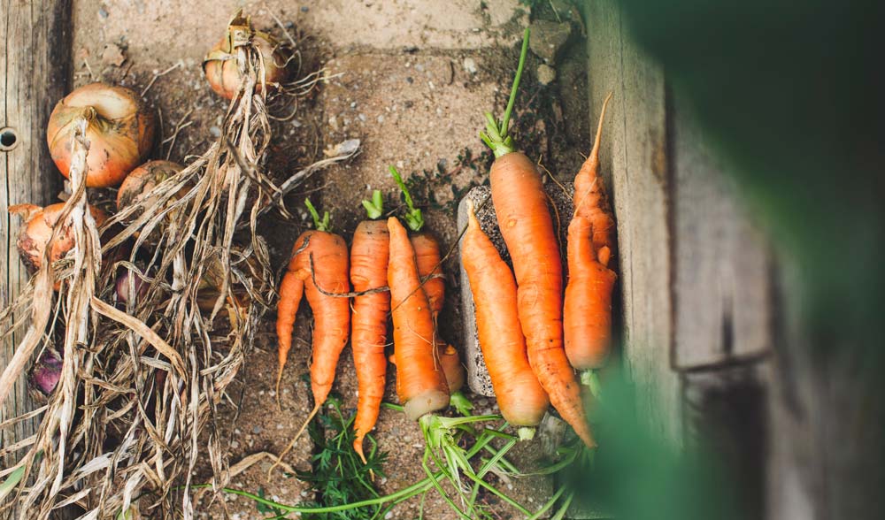 Hochbeet - Karotten, Zwiebeln