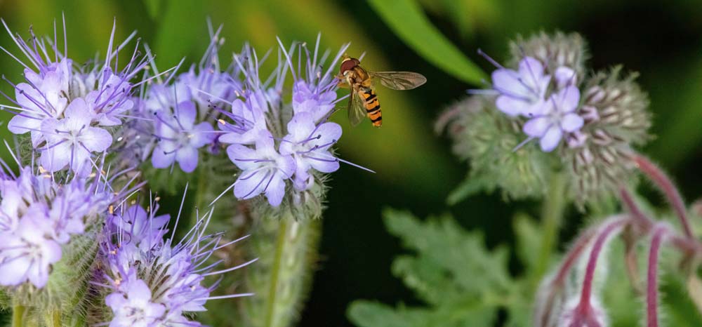 Phacelia Bienenweiden Insekt