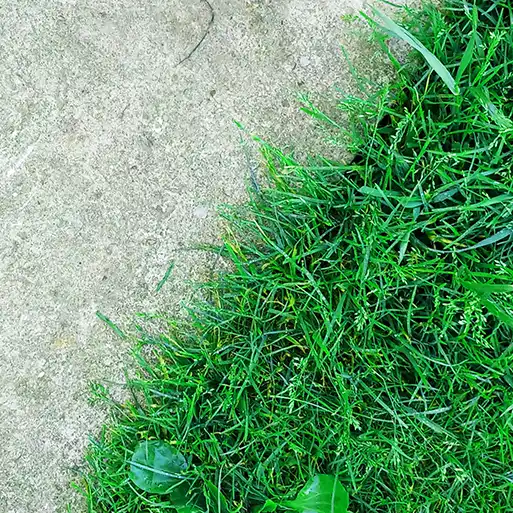 Rasenpflege Rasen Unkraut