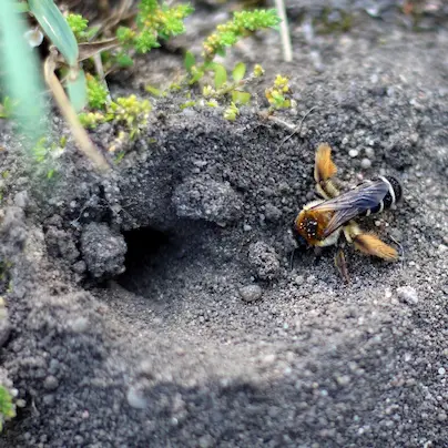 Wildbiene Boden Nistplatz